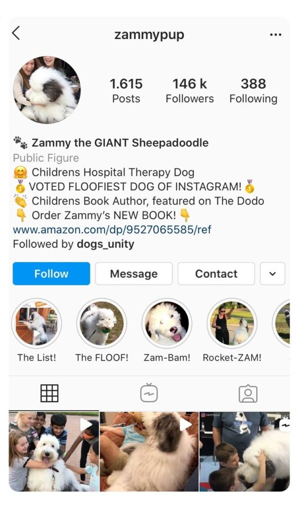 zammypup Instagram profile